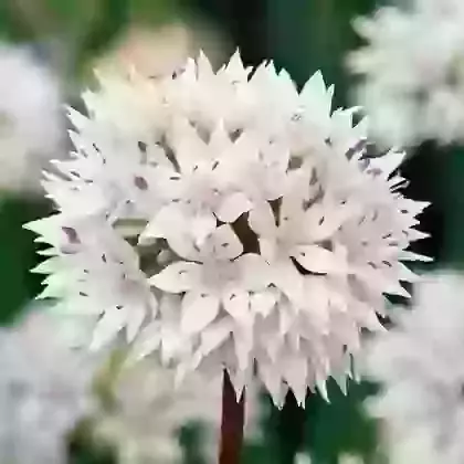 Graceful Beauty